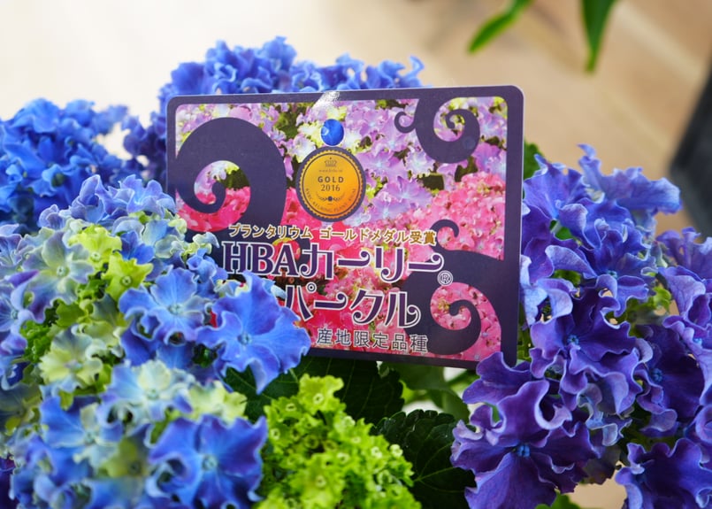 紫陽花 カーリースパークル ブルー 5号 西洋アジサイ 母の日 贈り物