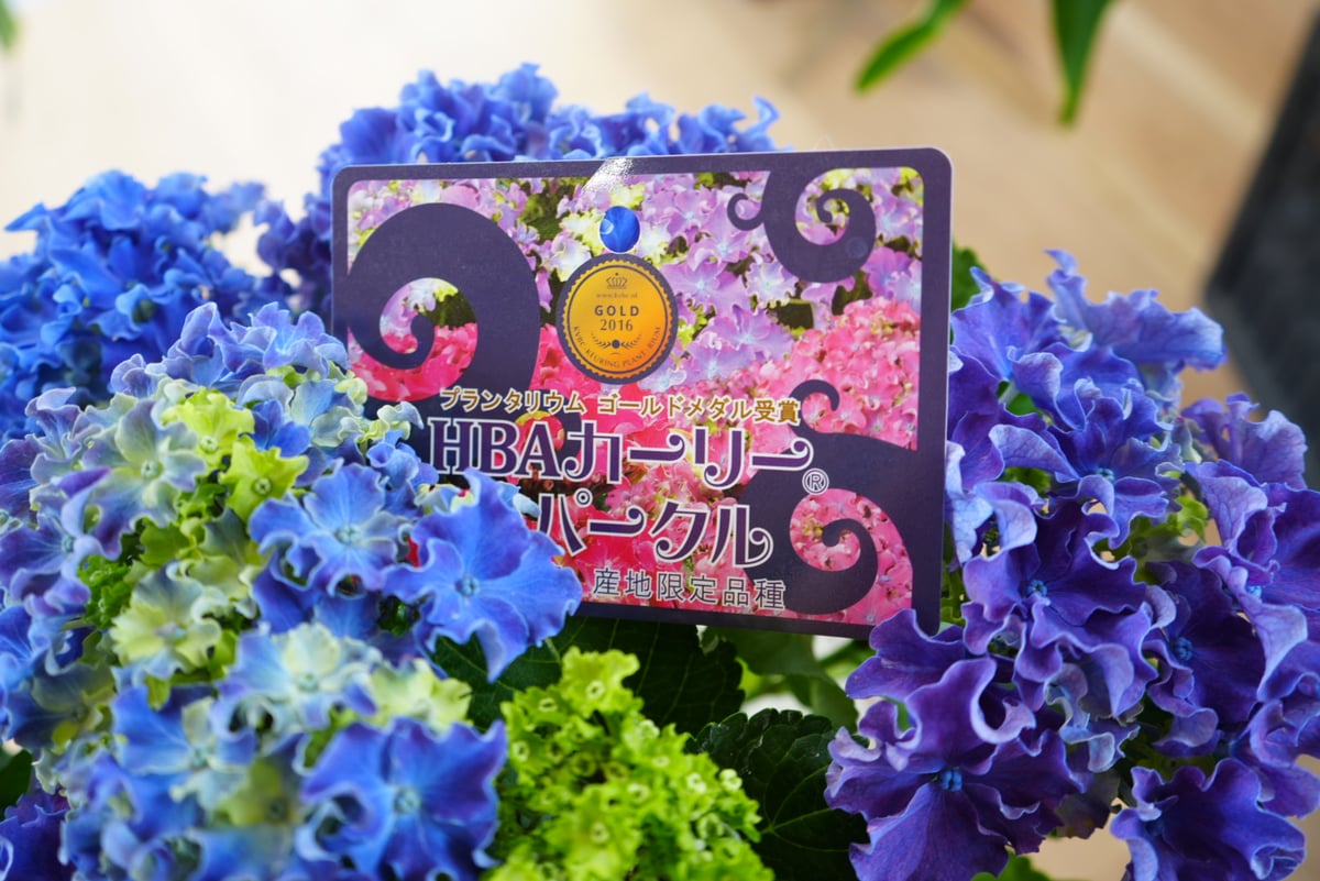 感謝SALEアンティーク紫陽花のブルーオレンジリース　矢車菊　ブルーファンタジア 感謝SALEアンティーク紫陽花のブルーオレンジリース 矢車菊