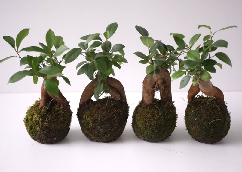 苔玉 ガジュマル | インテリアグリーンとギフトプランツコーディネート