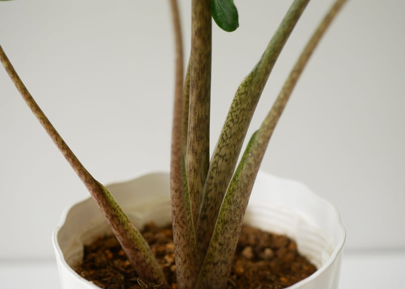 アロカシア スティングレイ Alocasia Stingray | インテリアグリーンと