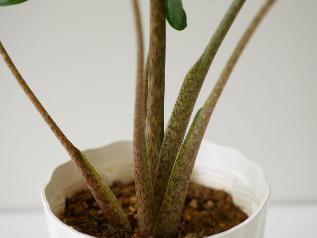 アロカシア スティングレイ Alocasia Stingray | インテリア