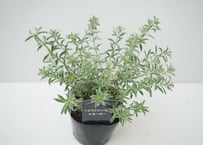 ウエストリンギア スモーキー 3号｜シルバーリーフが美しい常緑低木｜庭植え・寄せ植えにおすすめ｜ｳｪｽﾄﾘﾝｷﾞｱ ｽﾓｰｷｰ 他花木 3号