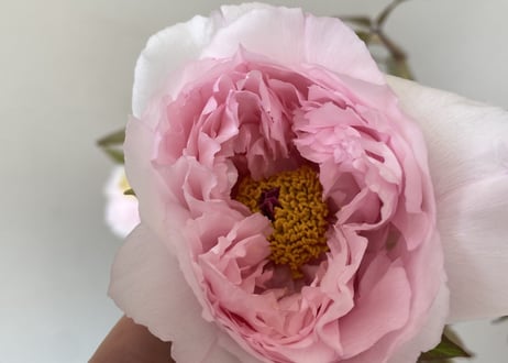 牡丹 八千代川 8号 ピンクのお花 花の王様 艶やかな花姿 万重咲き