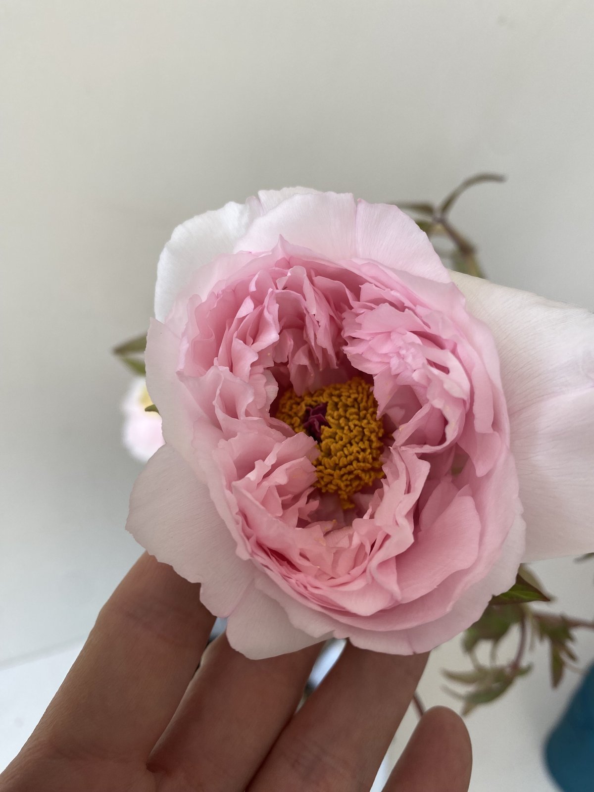 牡丹 八千代川 8号 ピンクのお花 花の王様 艶やかな花姿 万重咲き
