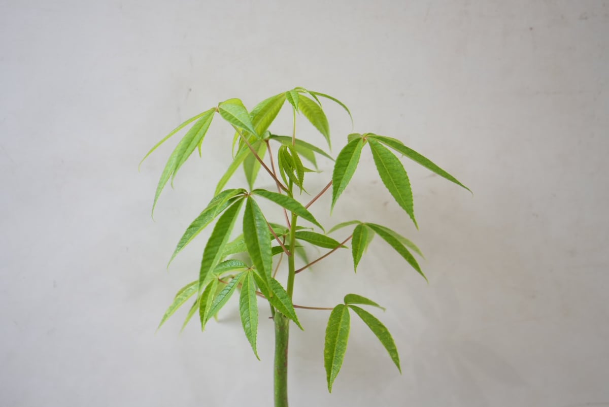 酔っ払いの木　トックリキワタ　パラボラッチョ　トゲトゲ　鑑賞樹木　塊根植物 トックリキワタ（酔っ払いの木）3号｜レア｜ぷっくり幹が魅力の塊根