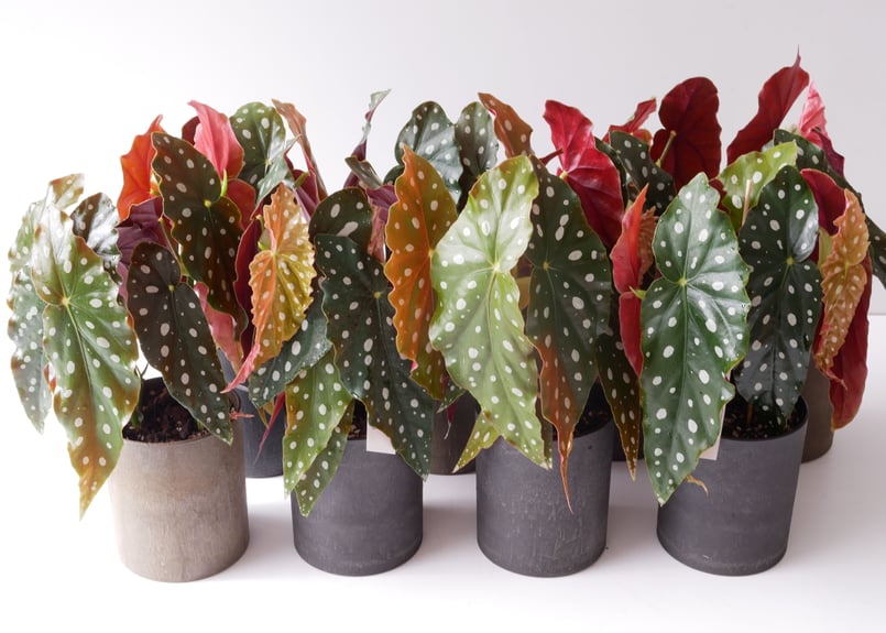 ベゴニア マクラータ 4.5号 ドット柄が可愛い 観葉植物 育てやすく