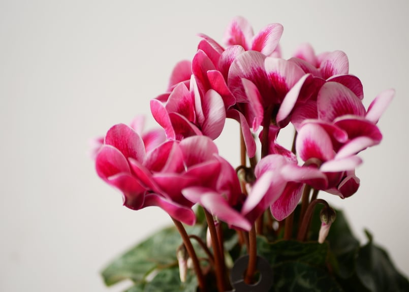 ガーデンシクラメン シクラメン ゴブレット | インテリアグリーンと