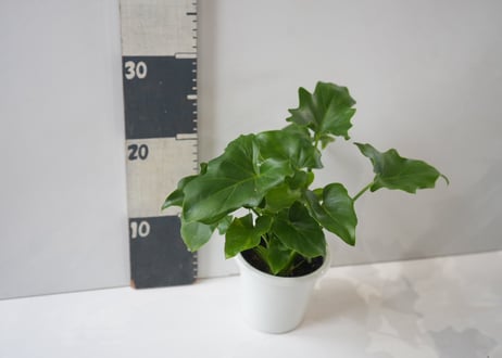【人気の観葉植物】セロウム 4号サイズ｜育てやすく存在感のあるグリーン　セローム