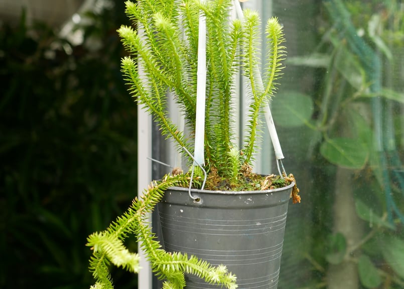 フペルジア HUPERZIA SING SROY シダ植物 | インテリアグリーンと