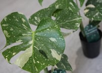 格安 アロカシア スティングレイ オーレア 格安 アロカシア スティングレイ オーレア アロカシア スティングレイ