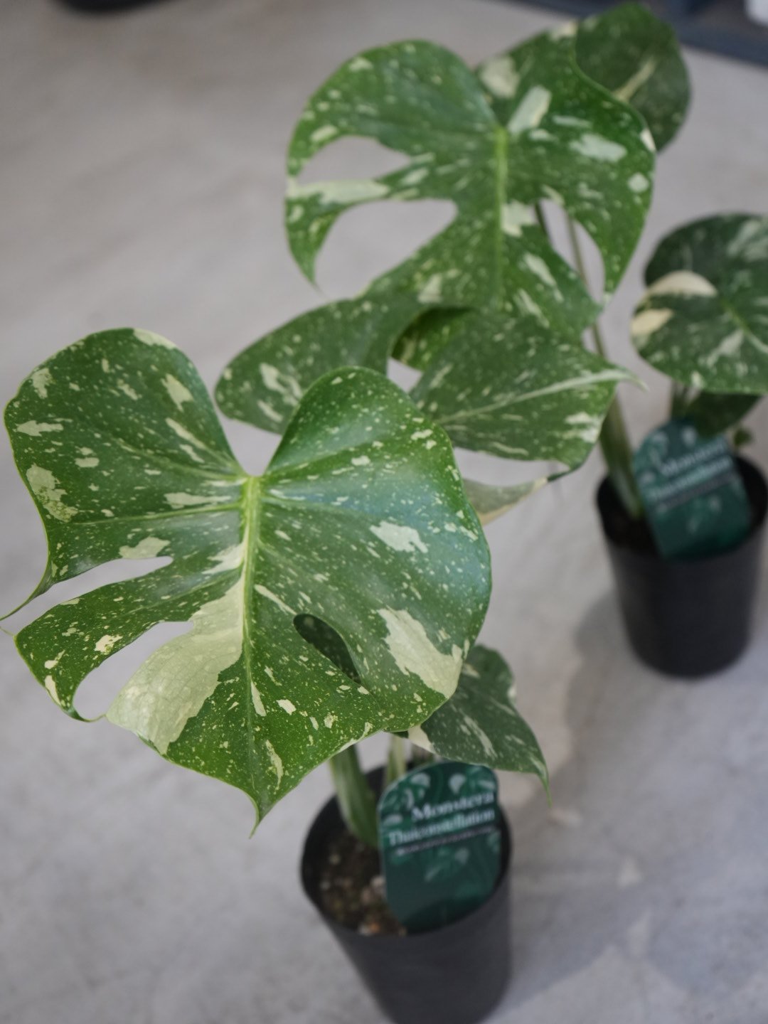 斑入りモンステラ 大きいサイズ16枚の葉 斑入りモンステラ | 観葉植物 - 観葉植物・多肉植物の販売、通販