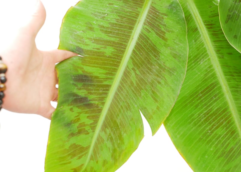 三尺バナナ おうちでバナナ BANANA | インテリアグリーンとギフト