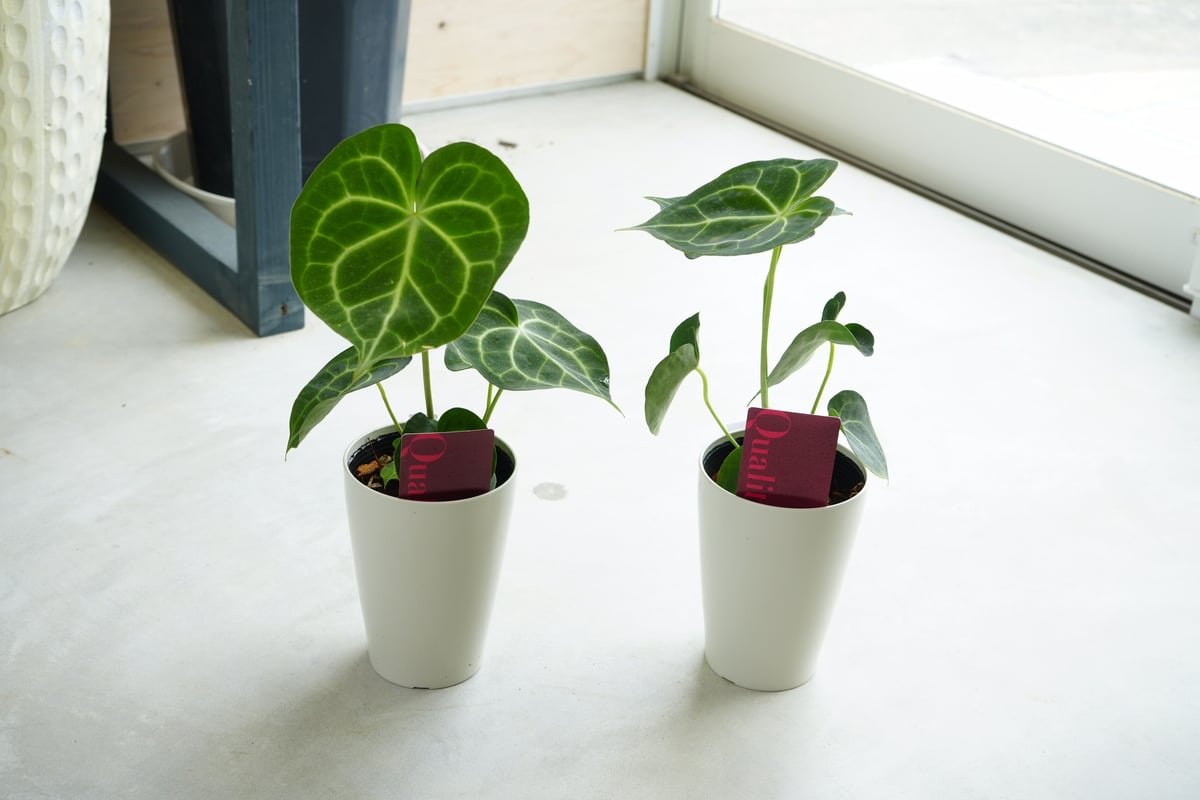 アンスリウム クラリネルビウム 特大 良株 8号 アンスリューム