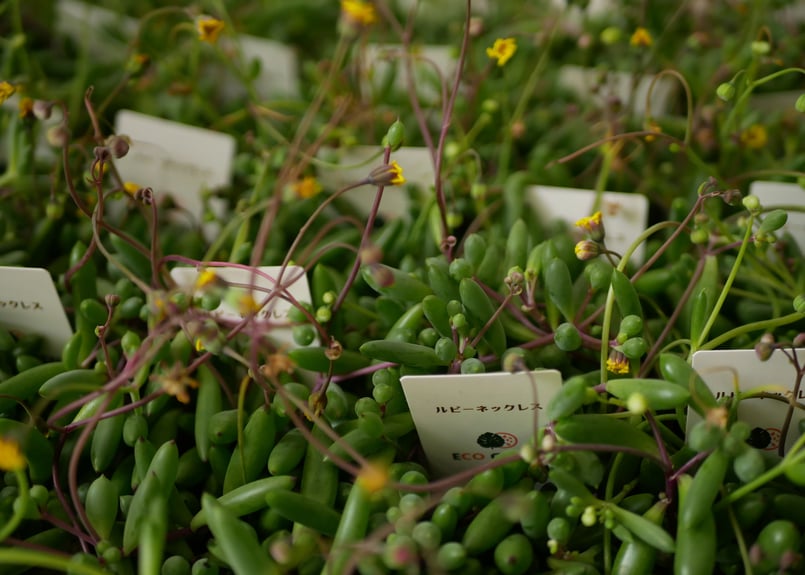 ルビーネックレス 多肉植物 3号 つる性 赤く色づく 育てやすい