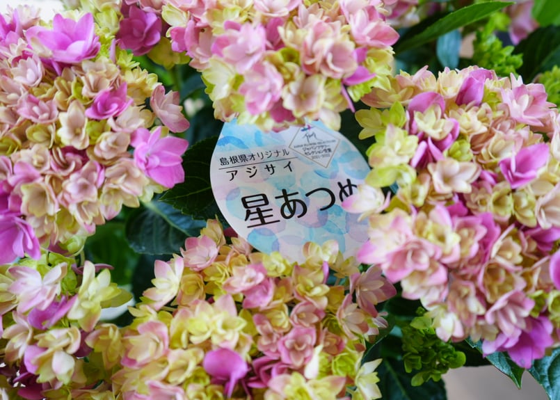 (ᵔᴥᵔ)かわいいお庭♡紫陽花　八重咲き♡挿し穂♡アンティーク好きなカラー♡ ᵔᴥᵔ)かわいいお庭♡紫陽花 八重咲き♡挿し穂♡アンティーク