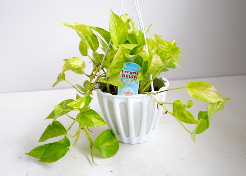 ポトス テルノロビン テルノシリーズNo.3 観葉植物 | インテリア