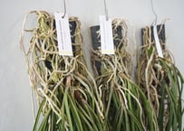 セイデンファデニア　ミトラタ　｜　洋蘭　蘭　希少　ギフト　ハンギング　吊るし植物　珍しい　観葉植物　インテリアグリーン