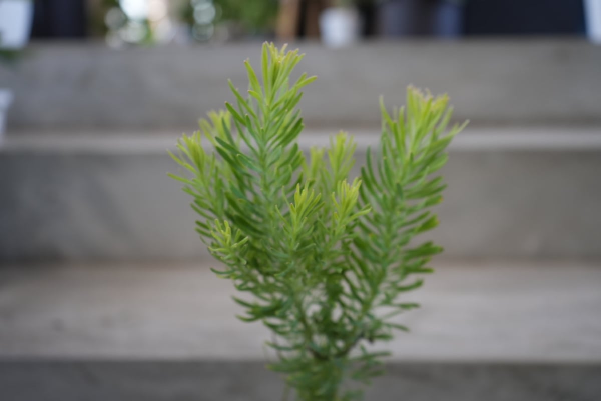 リューカデンドロン ジェイドパール 3号 Leucadendron Jade Pearl 色づ