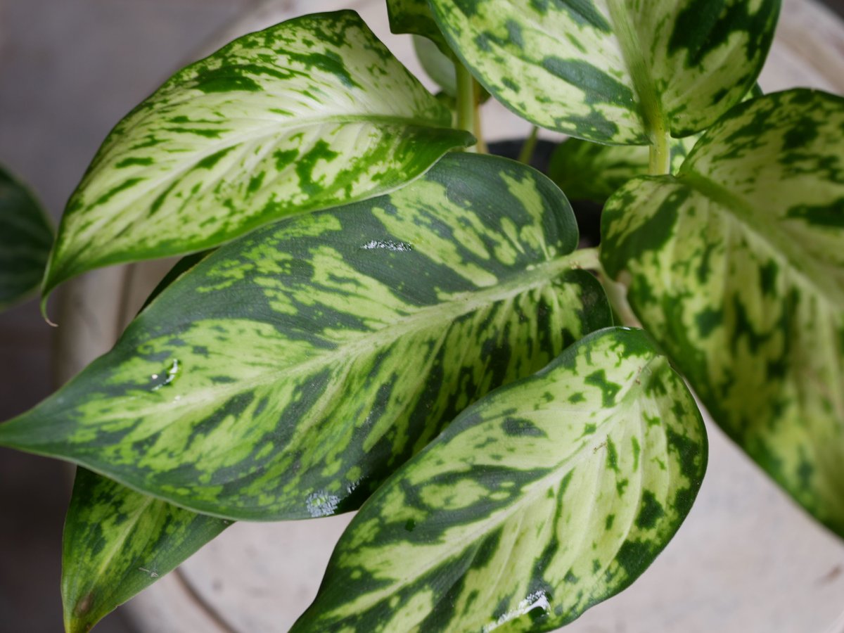ディフェンバキア スパークレス 綺麗な斑入り模様 観葉植物