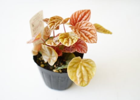 ペペロミア キト 3号 観葉植物 暖色系 ちぢみ葉 可愛いピンクステム