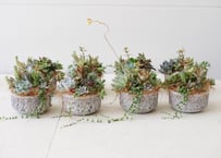 おまかせ　多肉植物　鉢寄せ植え　プレゼント