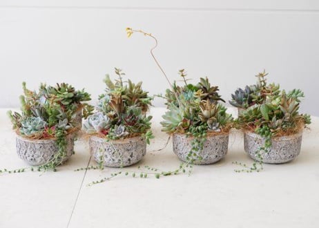 【おまかせコース 4000円】多肉植物　陶器鉢寄せ植え