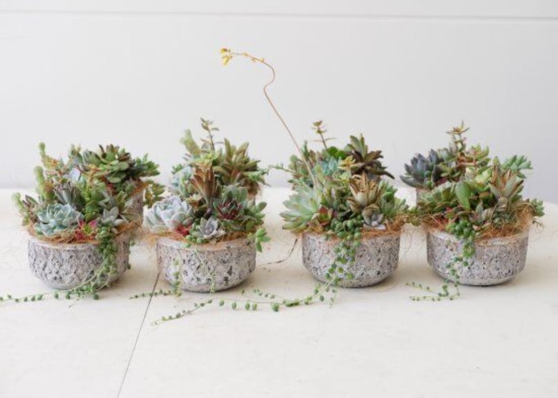 おまかせ 多肉植物 鉢寄せ植え プレゼント | インテリアグリーンと