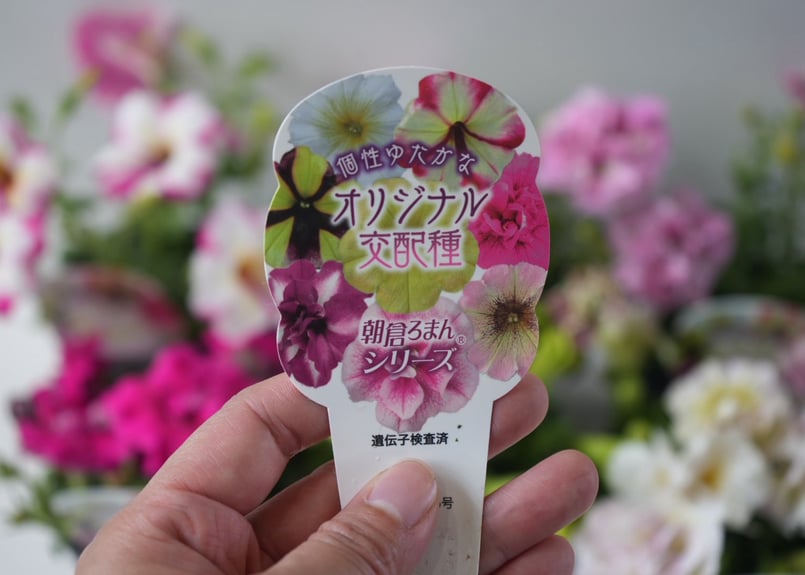 ペチュニア 朝倉ロマン シリーズ 3.5号｜ニュアンスカラー・大人可愛い