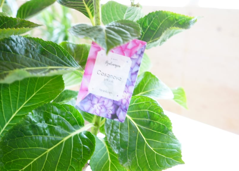 紫陽花 カサノバ 5号 ピンク 底面給水 額紫陽花 母の日 お祝い 毎年