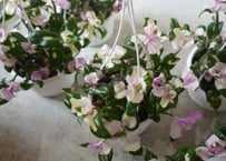 斑入り モンステラ マドカズラ 5号 フルムーン 綺麗な斑入り