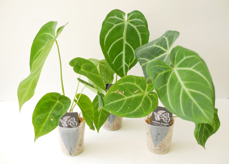 アンスリウム　マグニフィカム アンスリウム マグニフィカム ハイブリッド | GREEN LUCK