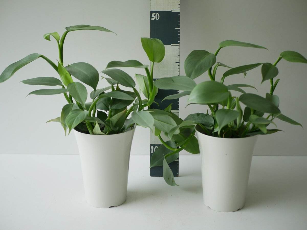 フィロデンドロン　シルバーメタル　バリエガータ　斑入り レア品種 斑入り フィロデンドロン シルバーメタル バリエガータ 黄斑