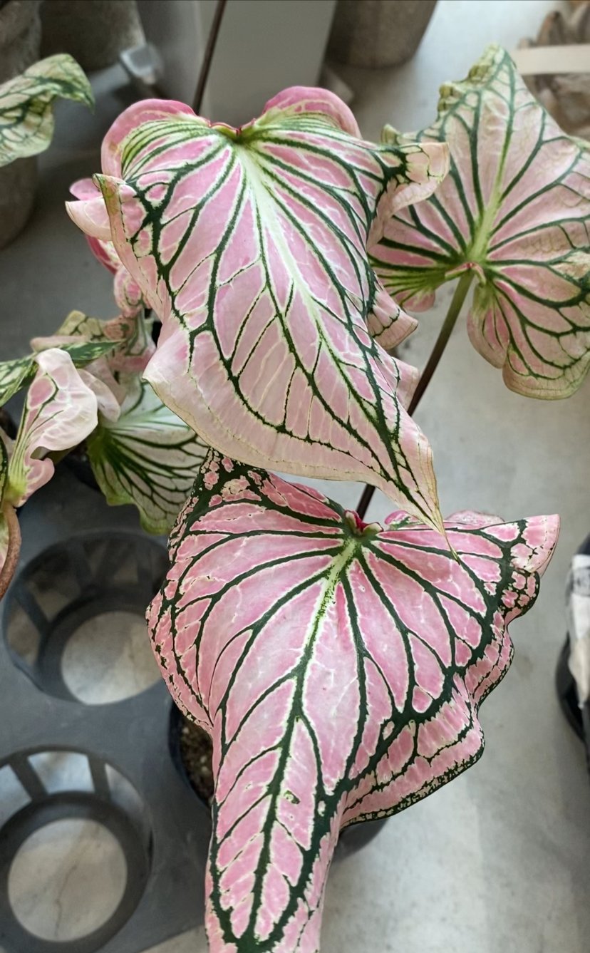 カラジウム　カラジューム　ピンク　シンフォニー　大株　ソルソ　グリーン　レア植物 カラジューム ピンクシンフォニー | 5号 - 株式会社陽春園植物場