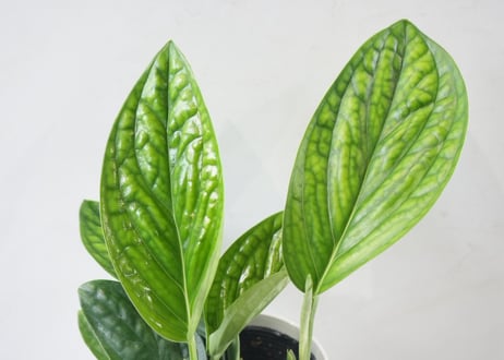 モンステラ シャトルコック 4号鉢｜希少 観葉植物 コンパクト モンステラ インテリアグリーン おしゃれ 室内植物 育てやすい｜ｼｬﾄﾙｺｯｸ ﾓﾝｽﾃﾗ 4号