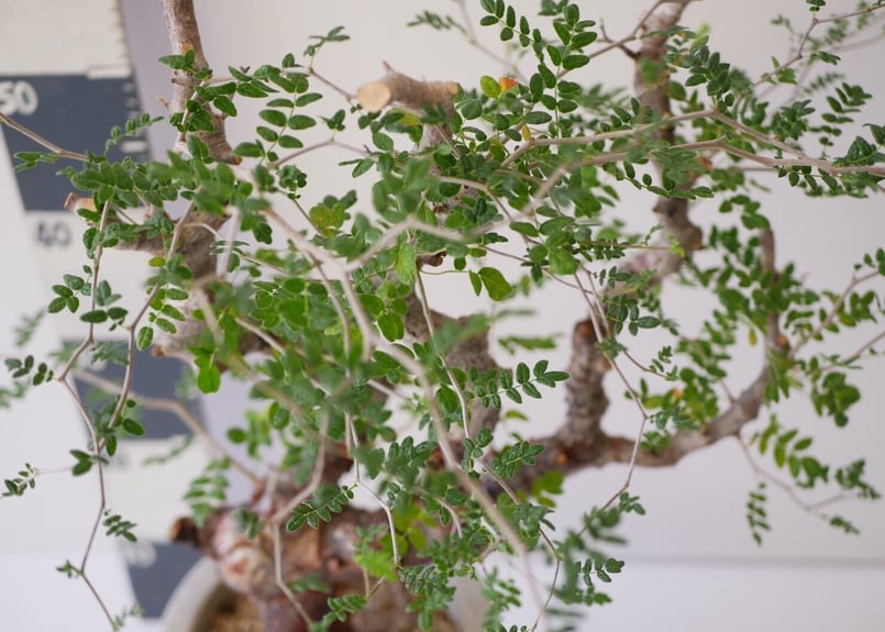 コミフォラ モンストローサ Commiphora monstrosa 発根済み