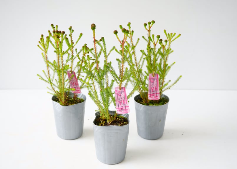 【一点限定】ドラセナ ヴィクトリア Lサイズ 透き通るような美しさ 観葉植物 一点限定】ドラセナ ヴィクトリア Lサイズ 透き通るような美しさ