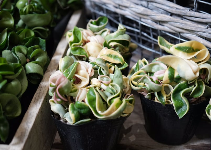 ホヤ カルノーサ コンパクタ 斑入り 3号 バリエガータ くるくる