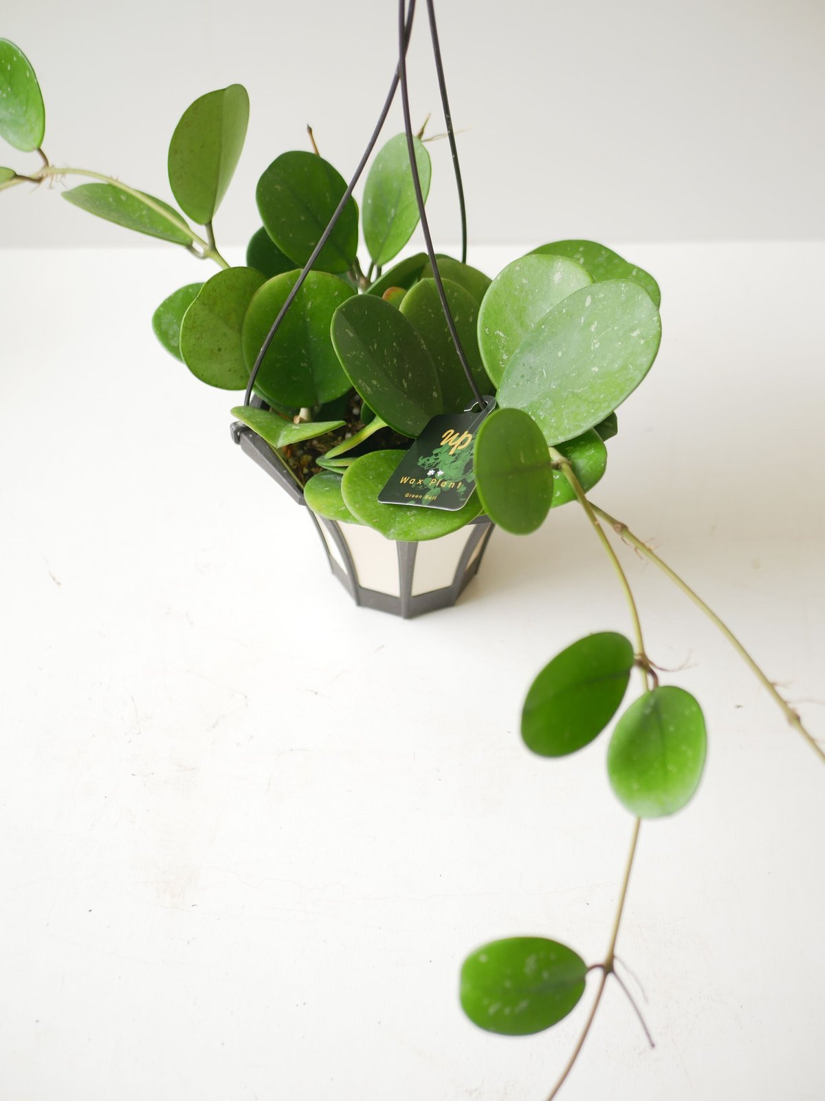 特大　ホヤ　hoya マキシマ　8号鉢 特大 ホヤ hoya マキシマ 8号鉢 ホヤ：マキシマ 8号タワー