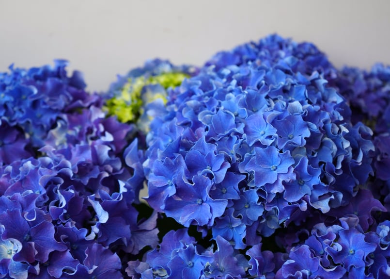 感謝SALEアンティーク紫陽花のブルーオレンジリース　矢車菊　ブルーファンタジア 867003ff771164e011deed2d8bfb74