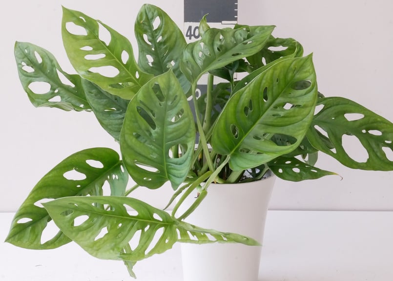 マドカズラ 斑入り No.35 【Monstera モンステラ】 大株6本程度 マドカズラ 斑入り No.35 【Monstera モンステラ】 大株6本程度