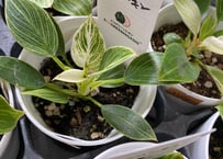 アロカシア スティングレイ Alocasia Stingray | インテリアグリーンと