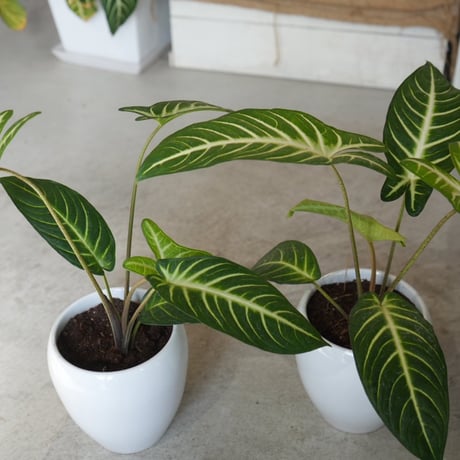 アロカシア | STORES