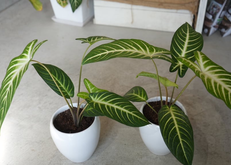 キサントソーマ（アロカシア系） 5号 | インテリアグリーンとギフト