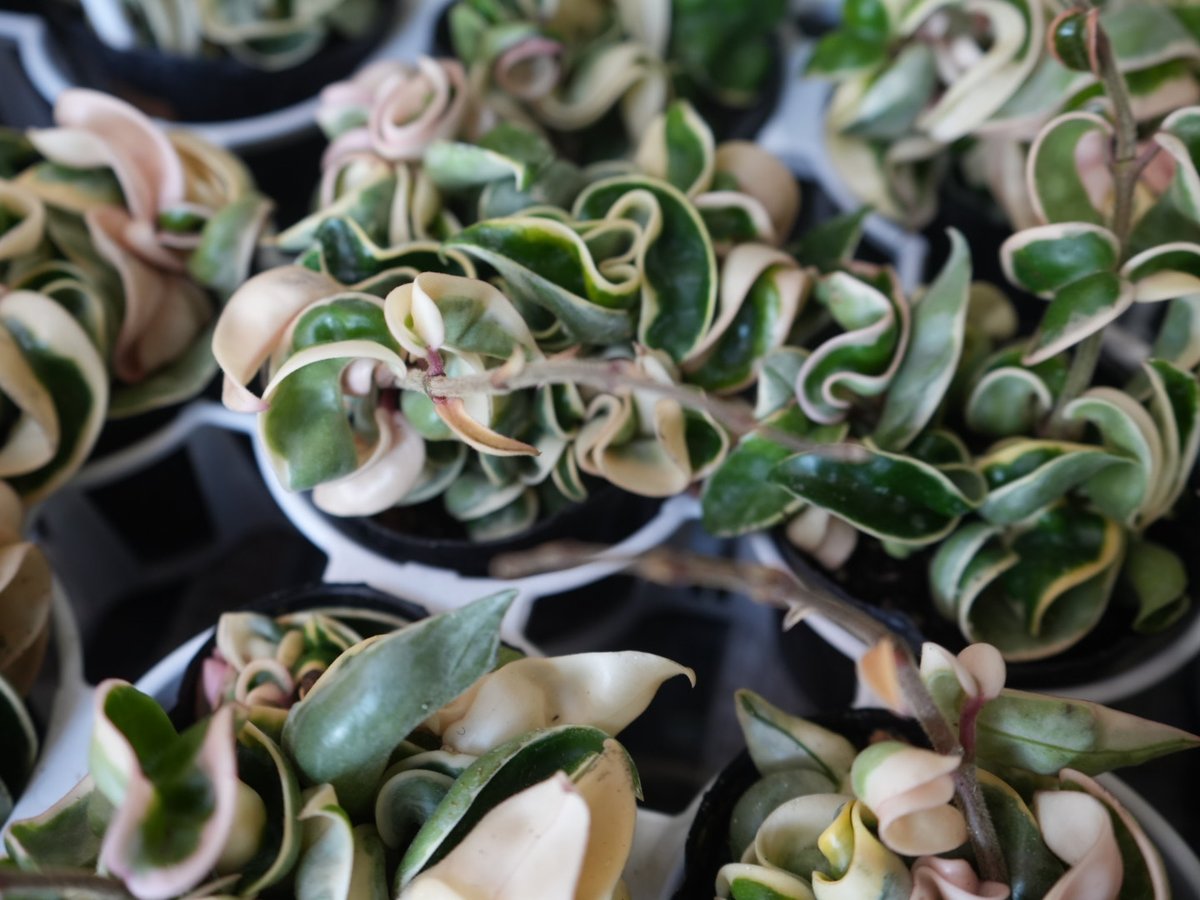 805 斑入り　ホヤ　カルノーサCV.\"コンパクタ\" バリエガタ 中斑Hoya ホヤ カルノーサ コンパクタ 斑入り 3号 バリエガータ くるくる