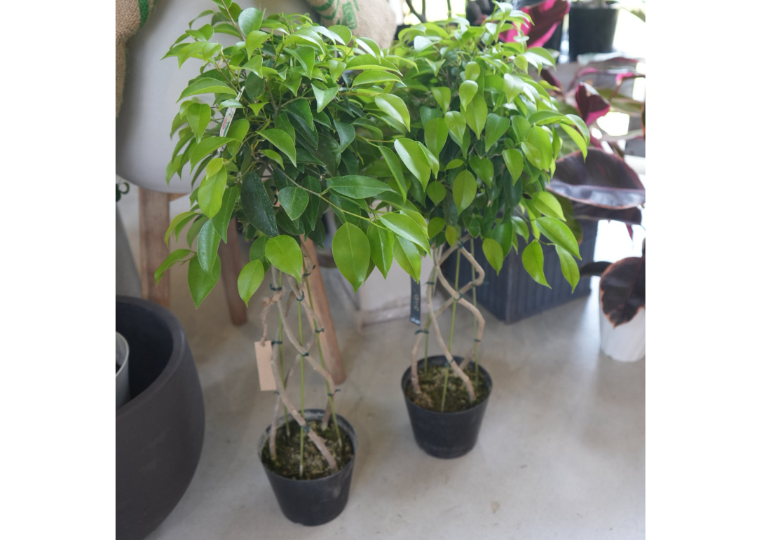 月末20％オフセール】 フィカス ベンジャミン バロック 180cm 月末20