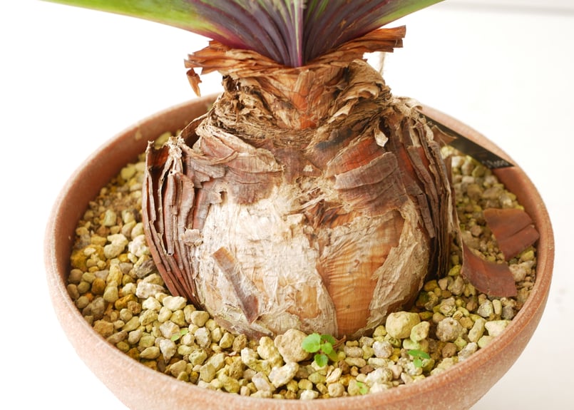 ブーファン ハエマンソイデス ケープバルブ 現地球 ブーファン 扇状に広がる葉 発根済 ケープバルブ | インテリアグリーン