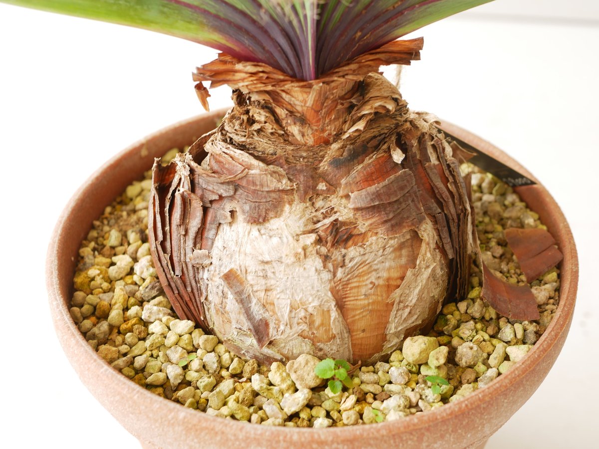 ブーファン ハエマンソイデス ケープバルブ 現地球 ブーファン ハエマンソイデス ケープバルブ 現地球