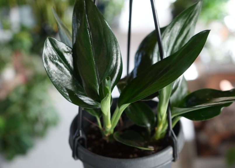 スキンダプサス ブラック 4号 艶やかに輝く 上品なブラック