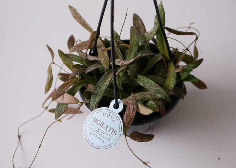 ホヤ シギラティス 5号 吊り鉢 斑入り 細葉 希少 ハンギング まだら