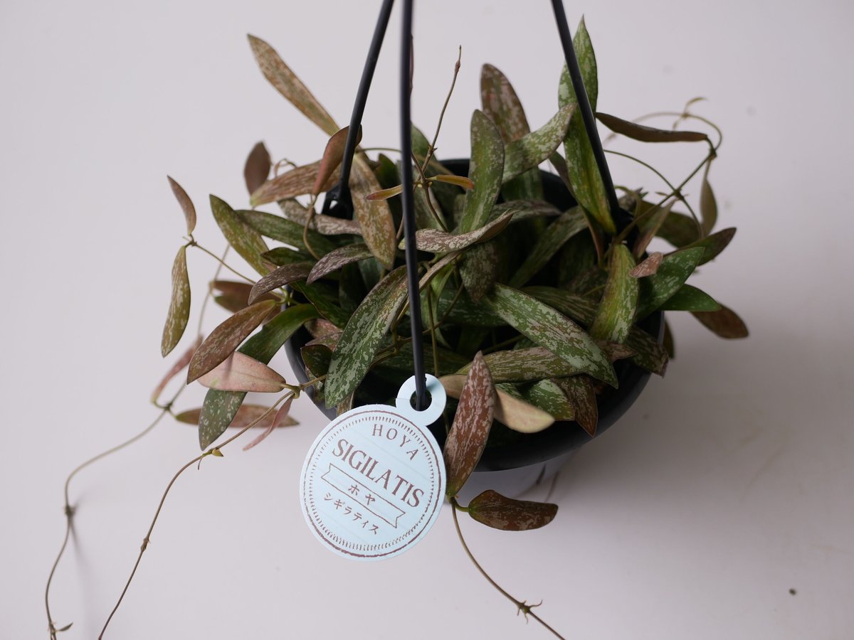 ホヤ シギラティス 5号 吊り鉢 斑入り 細葉 希少 ハンギング まだら